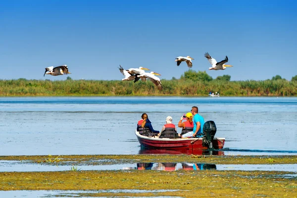 Туристична дивляться птахи Пелікан дикої фауни на Дунаї — стокове фото