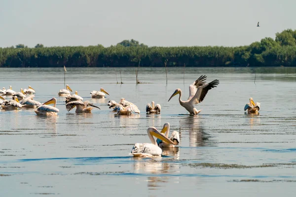 Pelican colony in Danube Delta Romania — Stock Photo, Image