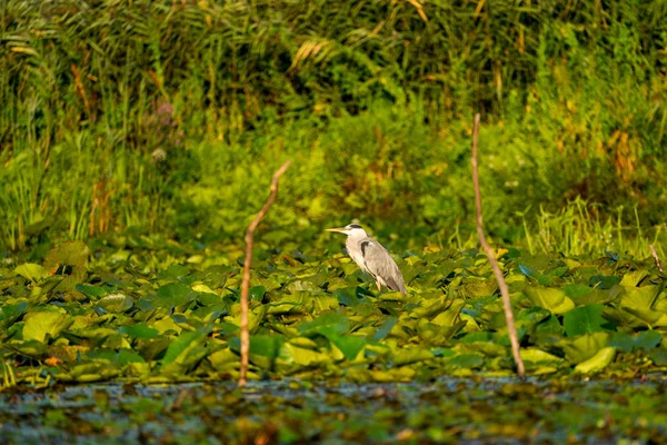 Grey Heron in Danube Delta wildlife photography — Stock Photo, Image
