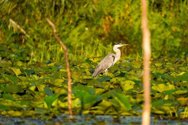 Grey Heron in Danube Delta wildlife photography — Stock Photo, Image