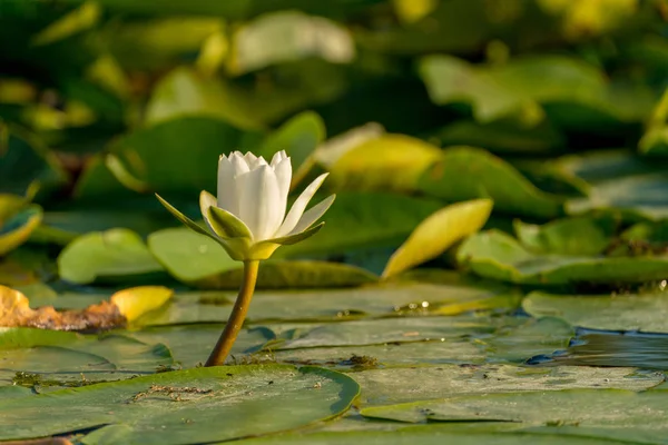 Water Lily nenuphar (Nymphaea alba) in Donaudelta — Stockfoto