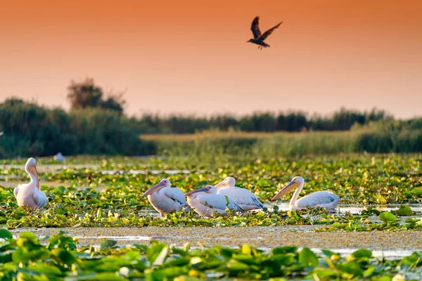 Pelicans in the Danube Delta (Delta Dunarii) Romania