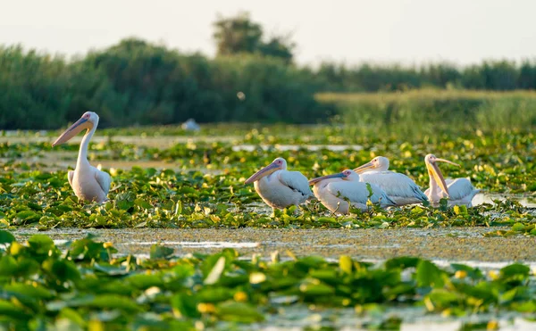 Pelicans in the Danube Delta (Delta Dunarii) Romania