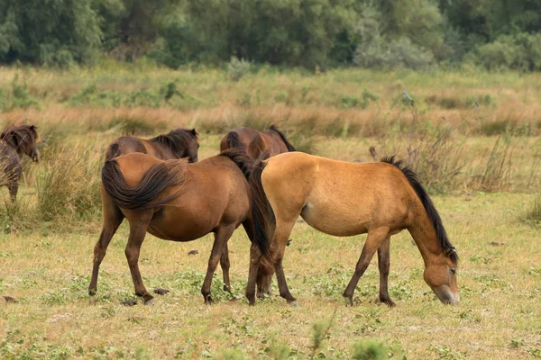 Безкоштовно коні Letea дикий у Румунії Дельта Дунаю — стокове фото