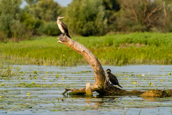 Black Cormorant in the wild in Danube Delta, Romania — Stock Photo, Image