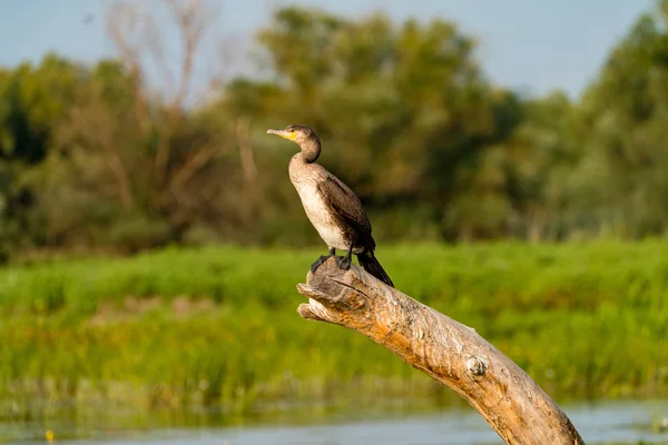 Danube Delta wildlife bird Black Cormorant — Stock Photo, Image