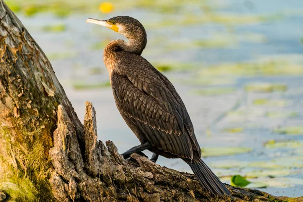 Kormoran im Donaudelta — Stockfoto