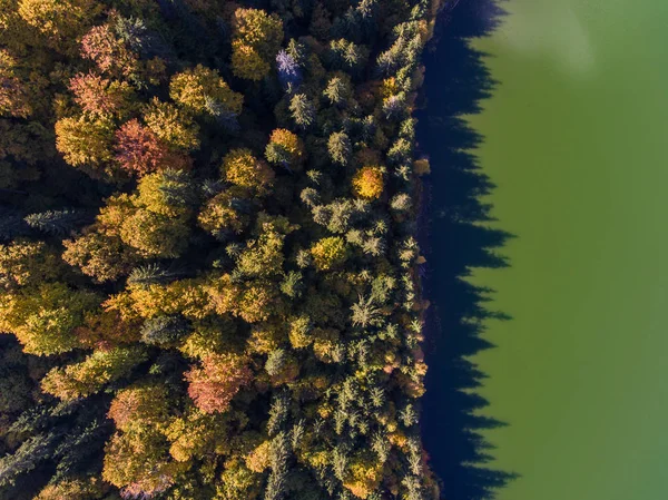 하향식은 숲과 호수 Transyl의가의 항공 보기 — 스톡 사진