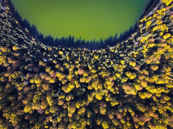 Podzimní les poblíž jezero Saint Ana v Transylvánii Rumunsko — Stock fotografie