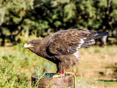 Yırtıcı Kuş avcılık closeup açık atış. Kuşları fou vardır