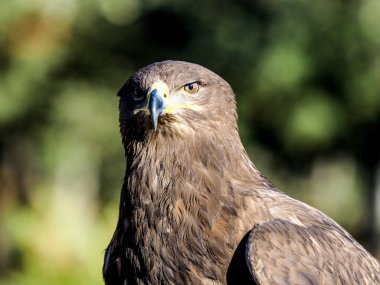 Yırtıcı Kuş avcılık closeup açık atış. Kuşları fou vardır