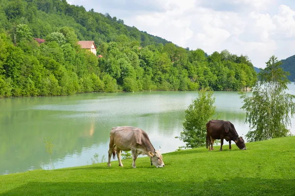 Vaches mangeant de l'herbe. Pâturages près des montagnes . — Photo