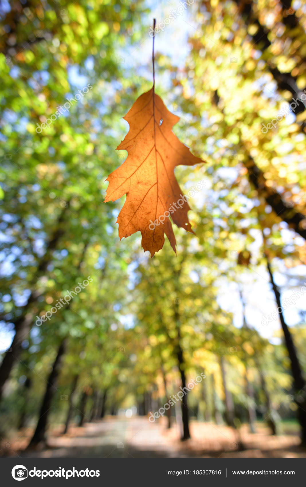 Autumn Leaves Falling From The Tree In The Forest Stock Photo Image By C Calinstan
