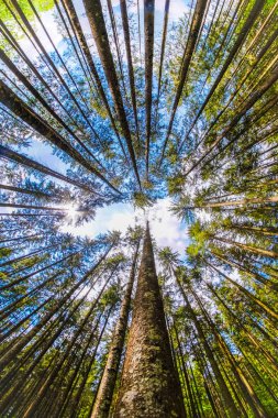 ormanda balıkgözü panoramik çekim yüksek Orman ağaçları. sanatsal interpr