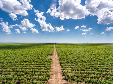 Bağ panorama üzüm yarda ve kırmızı şarap plantat satır içeren
