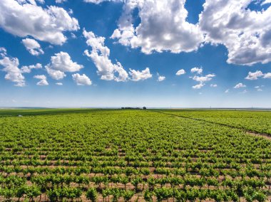 Kırmızı şarap plantasyon havadan görünümü yard