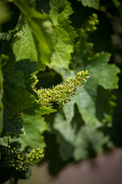 Fiori d'uva isolati con bassa profondità di campo. Fioritura vi — Foto Stock