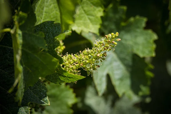 Fiori d'uva biologici isolati con bassa profondità di campo . — Foto Stock