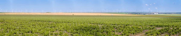Panorama del viñedo con hileras de uva ecológica y turbinas eólicas en el b — Foto de Stock