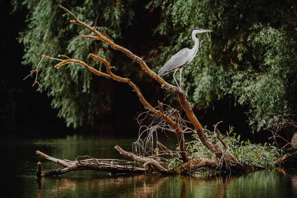 Danúbio Delta Grey Heron bird — Fotografia de Stock