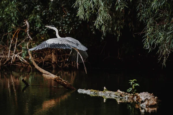 Graureiher fliegt im Donaudelta — Stockfoto