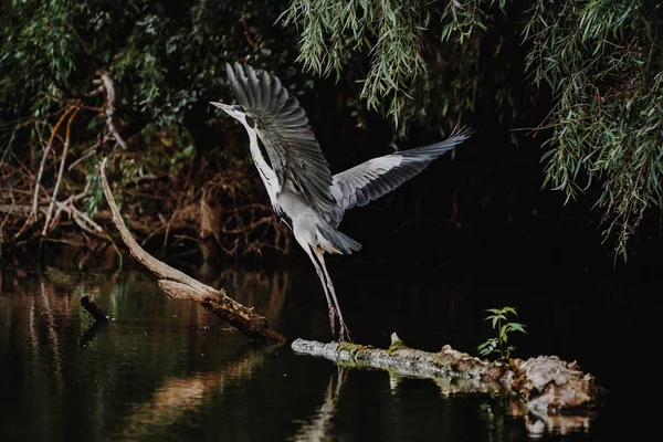 Garça cinzenta no Danúbio Delta fotografias da vida selvagem — Fotografia de Stock