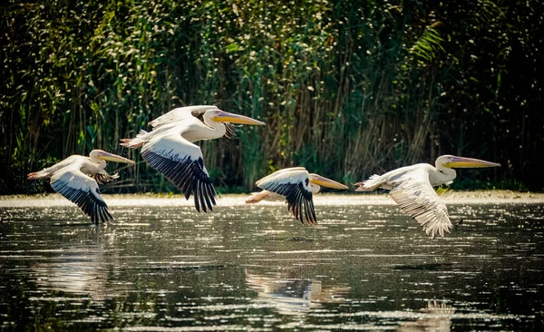 Pelikány letící v deltě Dunaje v Rumunsku — Stock fotografie