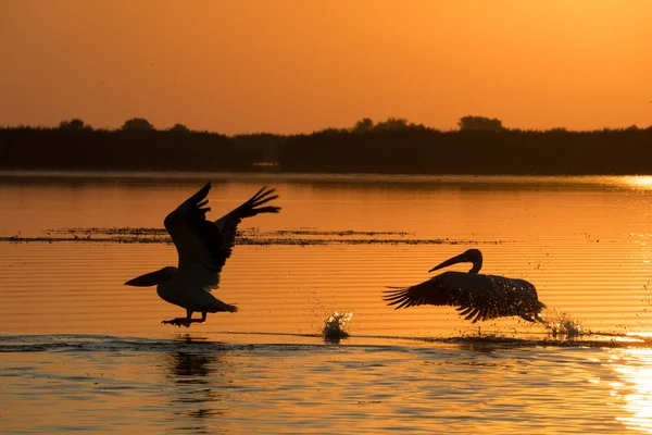Pelicans at sunrise in Danube Delta — Stock Photo, Image