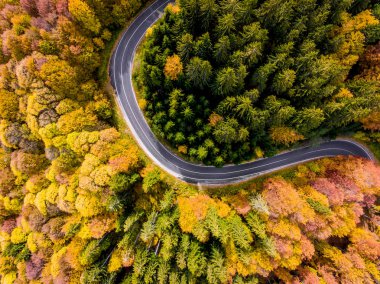 Ormandaki eğri dolambaçlı yol