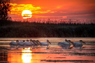Delta Dunarii, Romania