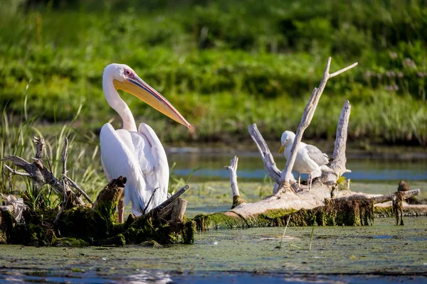 Pelikan im Donaudelta, Rumänien — Stockfoto