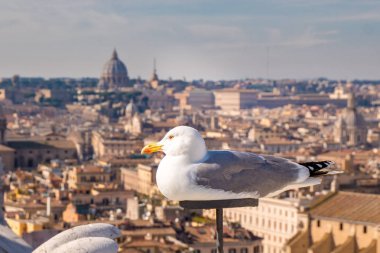 Martı Roma manzarası üstüne