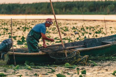 ROMANIA, DANUBE DELTA, AĞUSTOS 2019: Balıkçı en küçük balığı suya geri atıyor