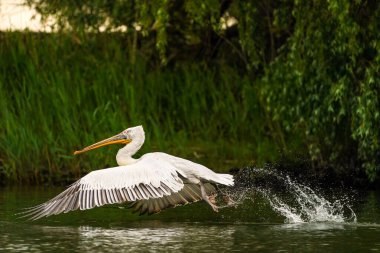 Tuna Deltası 'nın Dalmasyon Pelikanı (Pelecanus crispus) suyun üzerinde uçar ve su sıçratır
