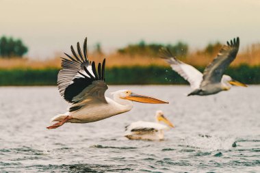 Tuna Deltası Kuşları: Büyük Beyaz Pelikan (Pelecanus onocrotalus)
