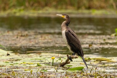 Romanya 'nın Tuna Deltası' nda karabatak bekliyor