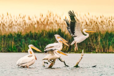 Tuna Deltası Romanya Pelikanları sabah uçuşu için yola çıktılar