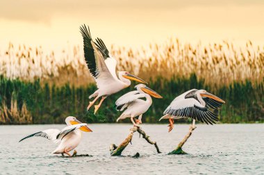 Tuna Deltasında pelikanlar gün doğumunda uçuyor