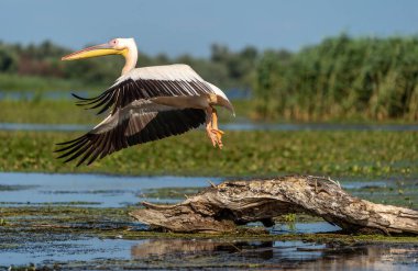 Tuna Deltası Büyük Beyaz Pelikan