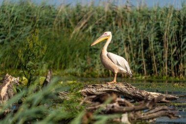 Sazlıklarda Tuna Deltası Pelikanı