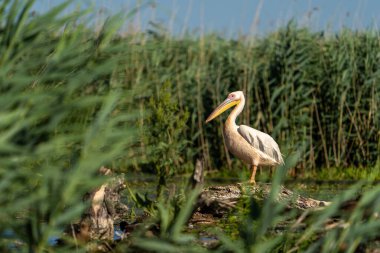 Delta 'da bir kütükte pelikan