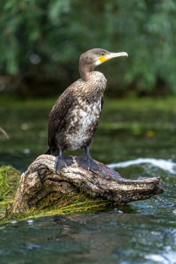 Romanya 'nın Tuna Deltası' nda yakalanmayı bekleyen karabatak (ayrıca Cormoran veya Phalacrocoracidae olarak da bilinir)