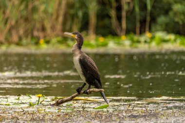 Tuna Deltasında Avrupalı Karabatak