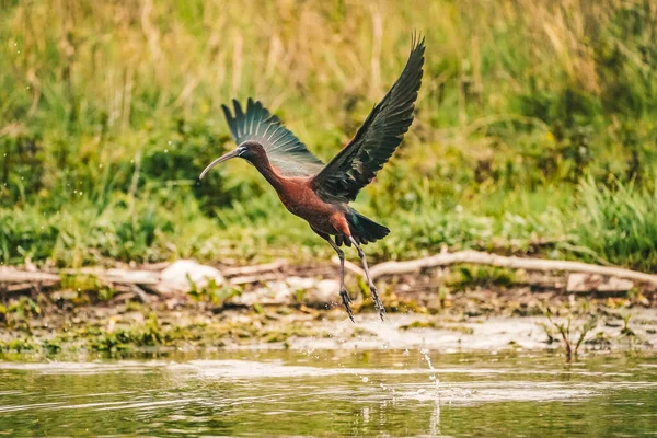 Ghasy Ibis Fabgadis Falcinellus Летающий Дельте Дуная Румыния — стоковое фото