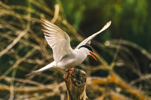 Arctic Tern Paradisaea Видно Дельты Дуная Румыния Европа — стоковое фото