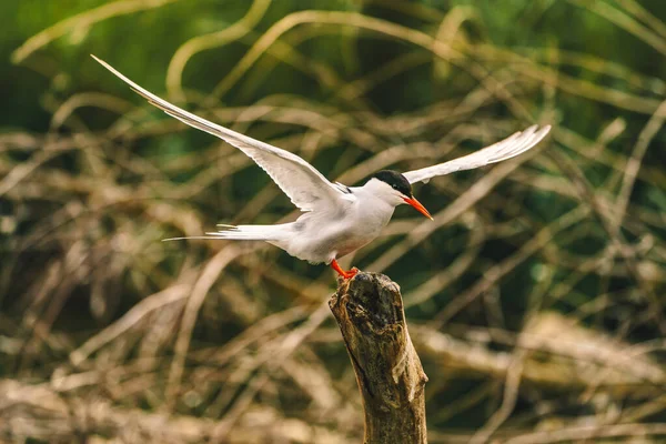 Uccelli Del Delta Del Danubio Sterna Artica Sterna Paradisea Atterra — Foto Stock