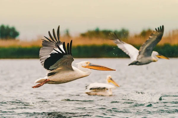 Птахи Дельти Дунаю Великий Білий Пелікан Pelecanus Onocrotalus — стокове фото