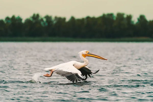 Great White Pelican Flying Low Water — Stock Photo, Image