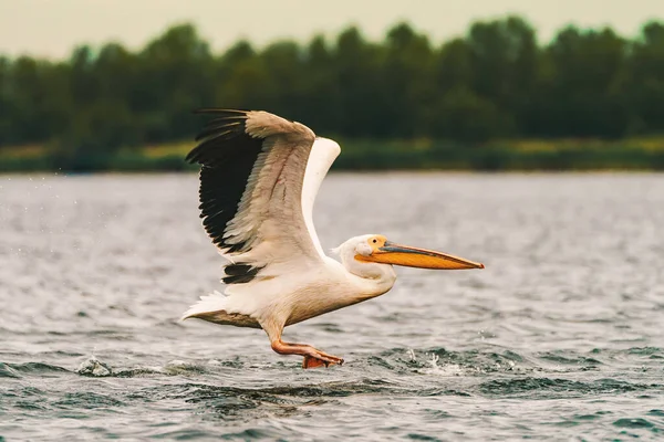 Weißpelikan Fliegt Tief Über Dem Wasser Delta — Stockfoto