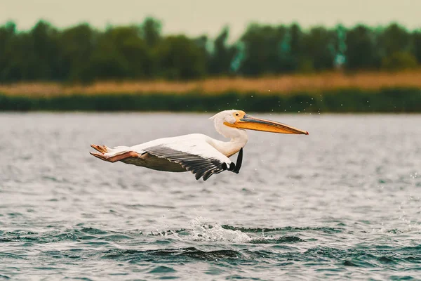 Птахи Дельти Дунаю Великий Білий Пелікан Pelecanus Onocrotalus — стокове фото